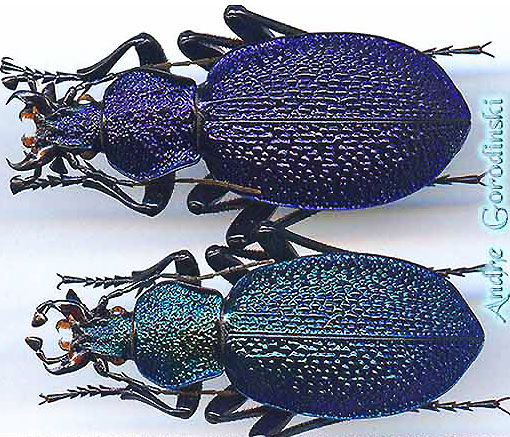 http://www.gorodinski.ru/carabus/Procerus scabrosus tauricus.jpg